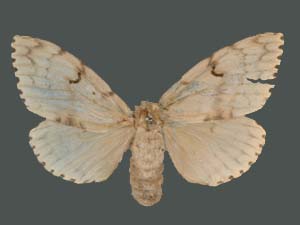 Lymantria dispar