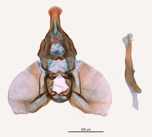 Adoxophyes orana