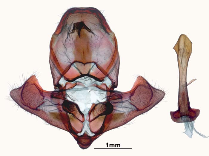 Chilecomadia valdiviana