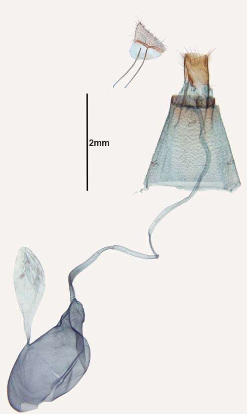 Conogethes punctiferalis