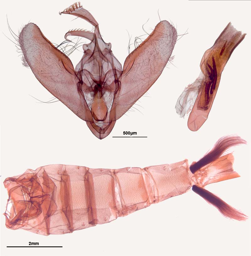 Crocidolomia binotalis