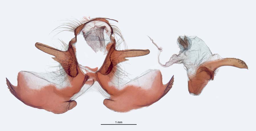 Dendrolimus punctatus