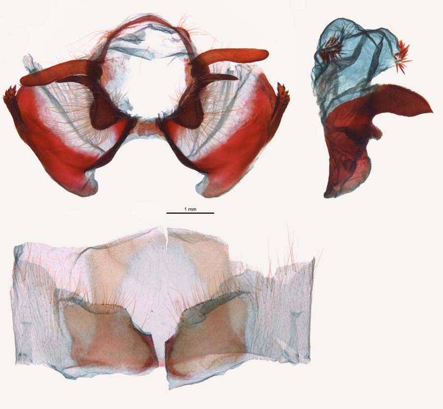 Dendrolimus superans