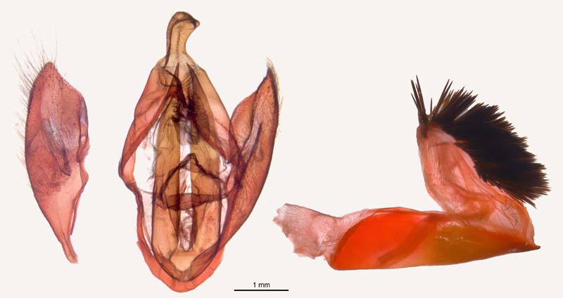 Eudocima phalonia