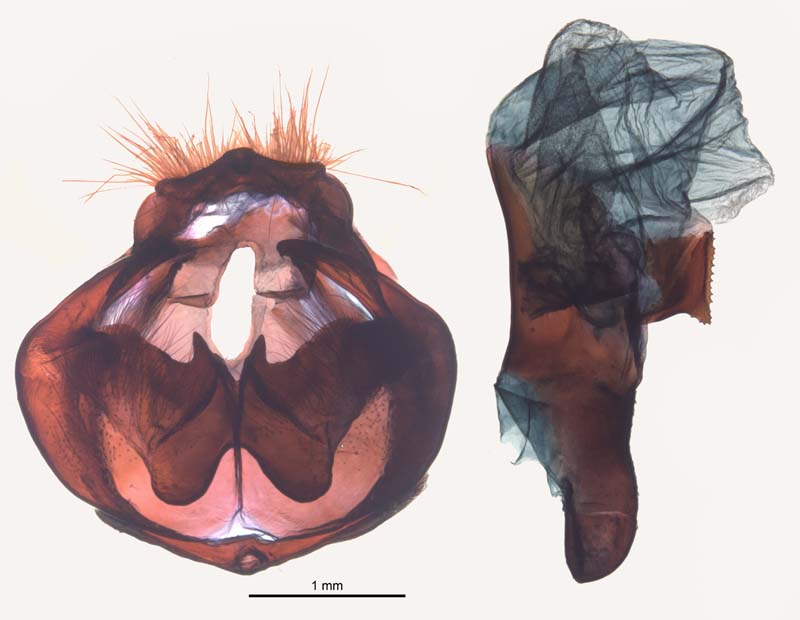 Leucoma salicis