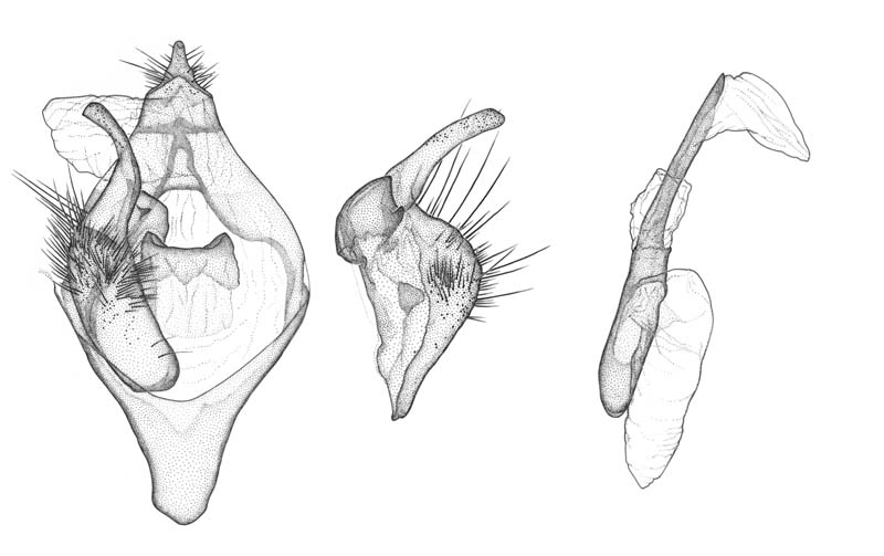 Lymantria monacha