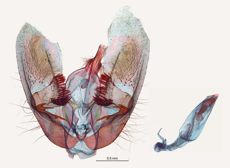 Ostrinia furnacalis