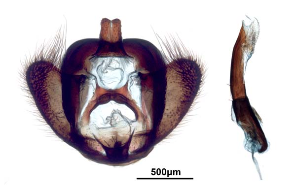 Pryeria sinica