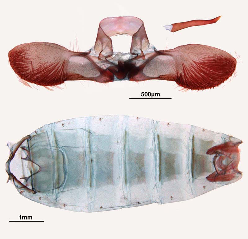 Thaumatotibia leucotreta