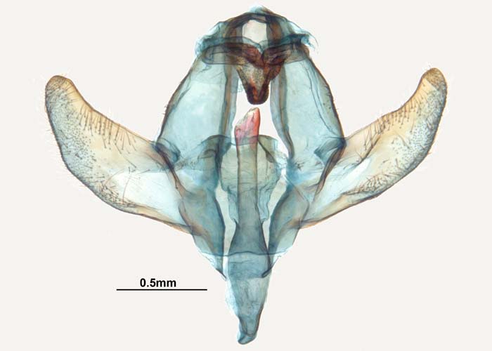 Thaumetopoea processionaea