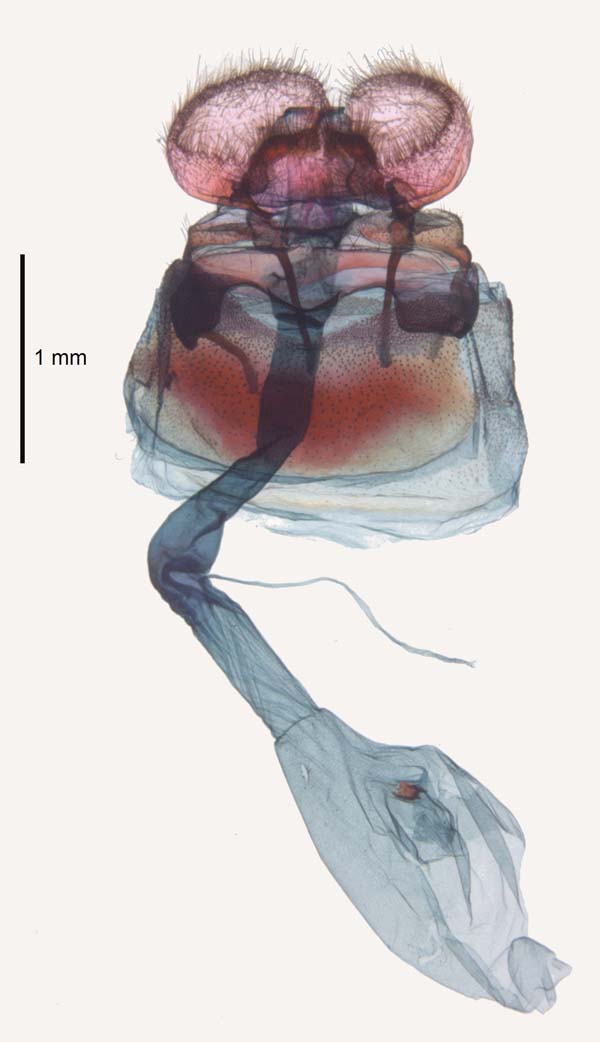 Tortrix viridana