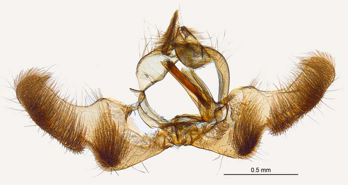 Crocidosema aporema