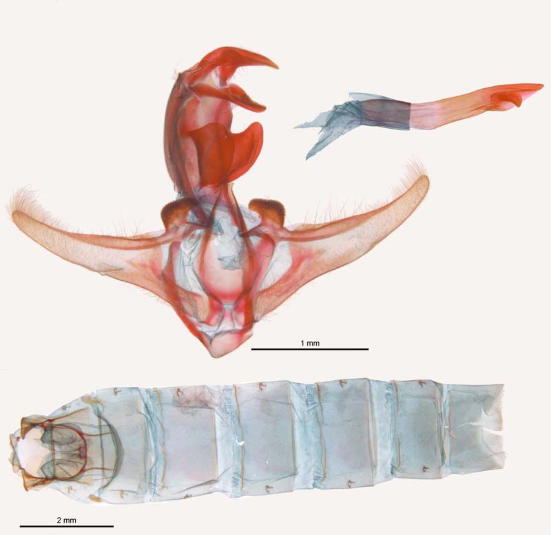 Diatraea saccharalis