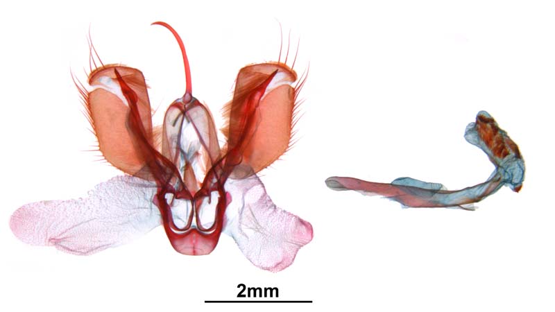 Spodoptera frugiperda