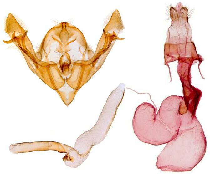 Lasionycta subdita