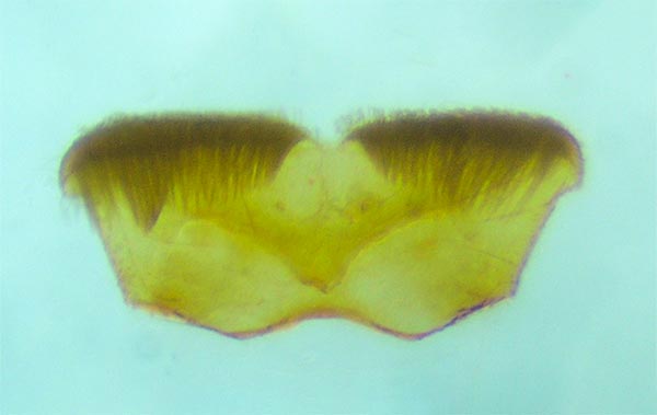 Xenolechia sp.