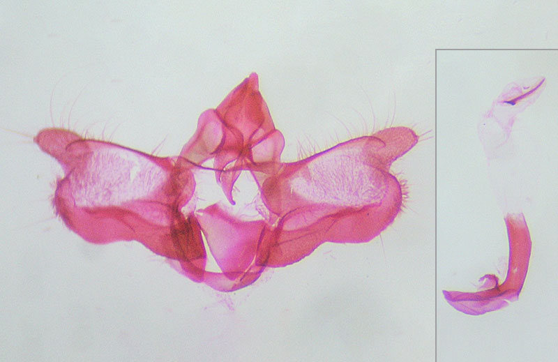 Olethreutes bowmanana