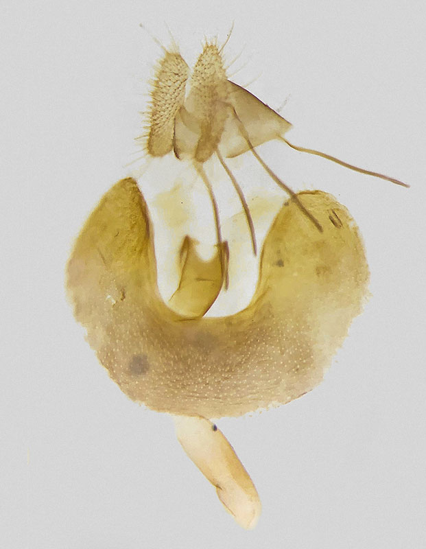 Olethreutes buckellana