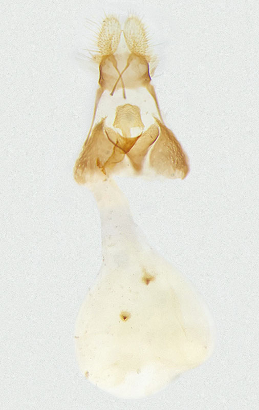 Cydia confusana