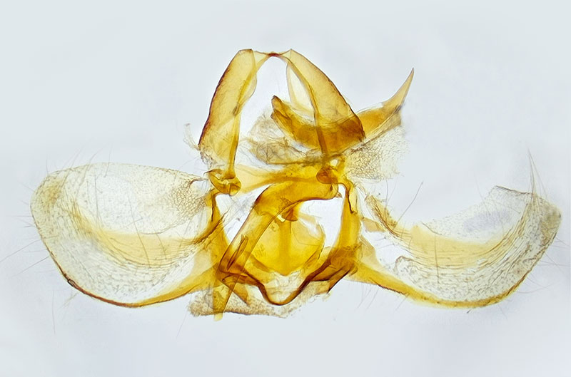 Argyrotaenia tabulana