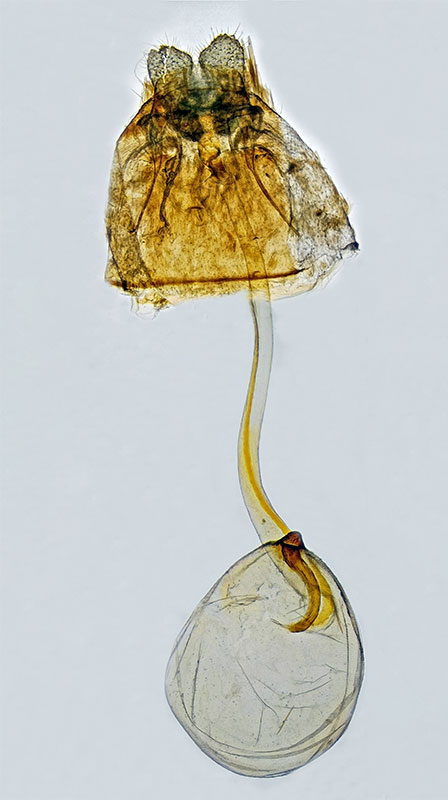 Choristoneura albaniana