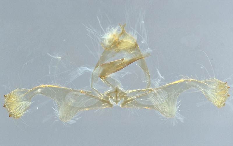 Holocola thalassinana