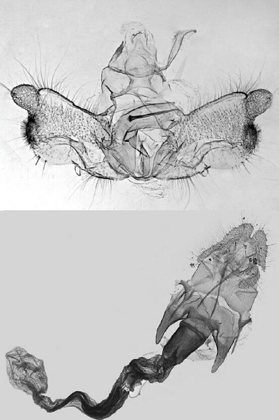 Acleris bowmanana