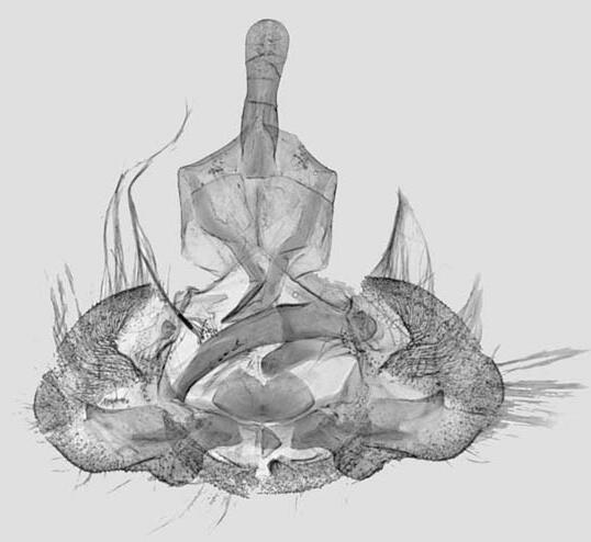 Archips fuscocupreanus