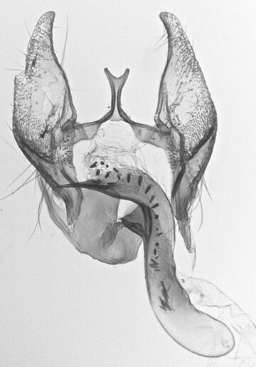 Cochylichroa hoffmanana