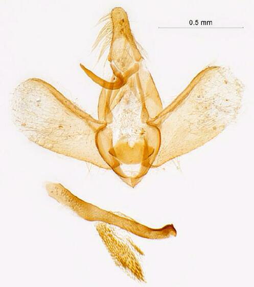 Petrophila kearfottalis