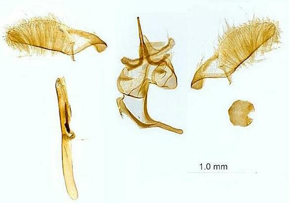 Hypsopygia costalis