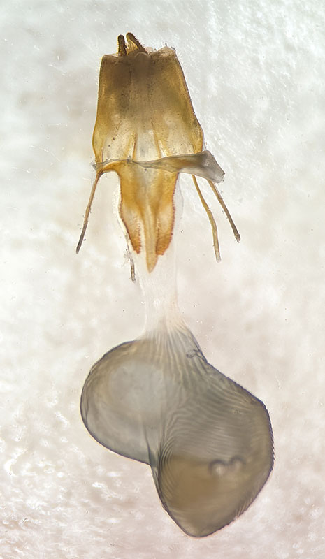 Euxoa intermontana
