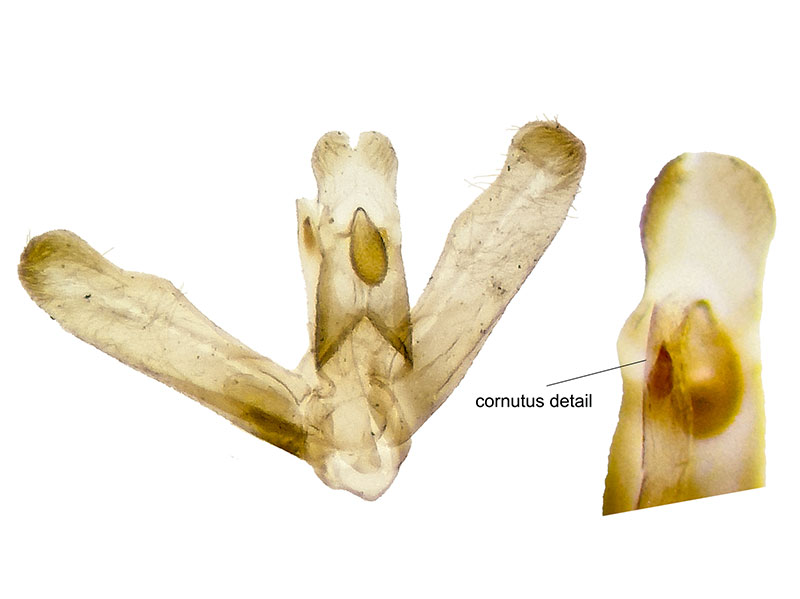 Elachista ibunella