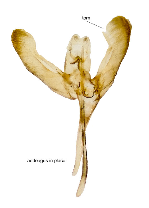 Elachista pelaena