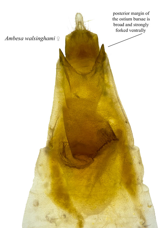 Ambesa walsinghami