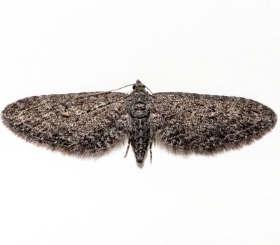 Eupithecia scabrogata