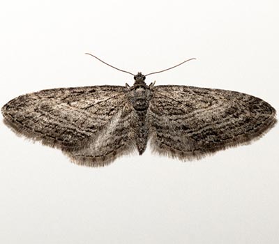 Eupithecia hohokamae