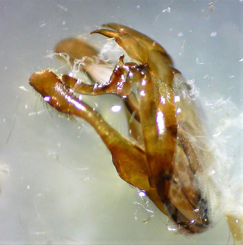 Acrolophus arcanella