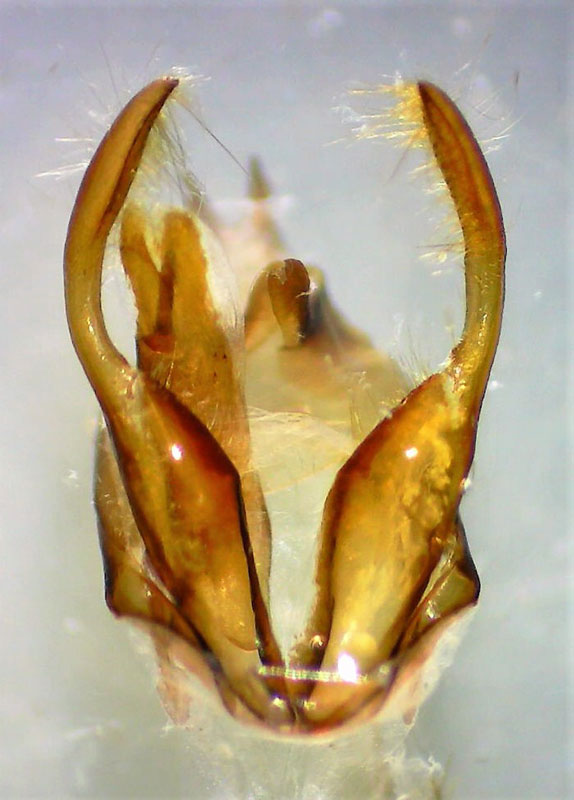 Acrolophus arcanella