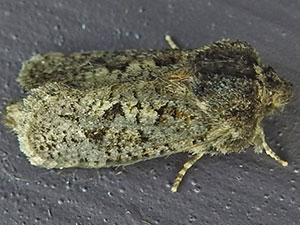 Acrolophus arcanella