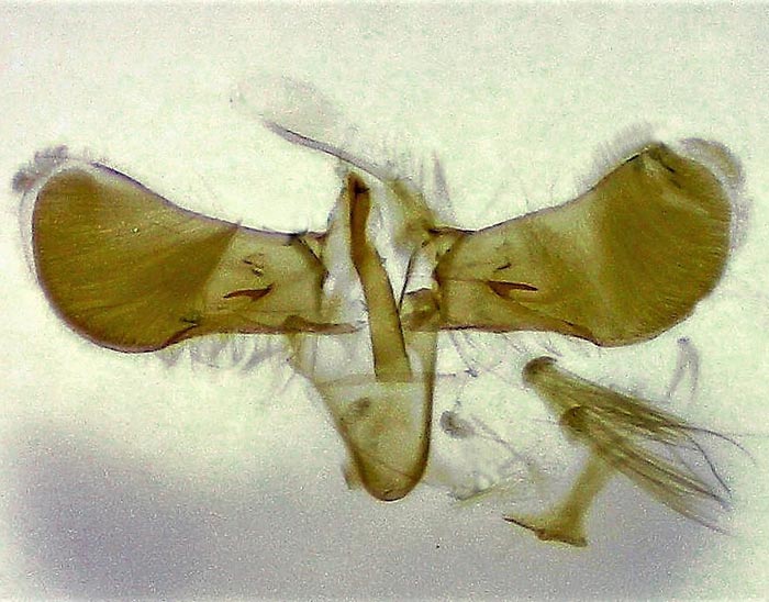 Caloptilia umbratella