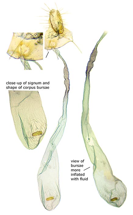 Agonopterix rosaciliella