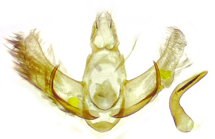 Semioscopis mcdunnoughi