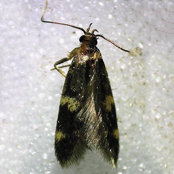 Oegoconia deauratella