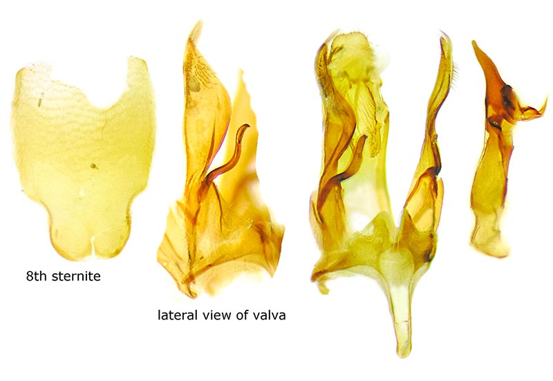 Gelechia bianulella