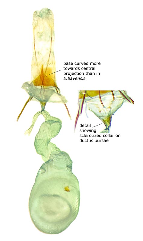 Ellabella johnstoni