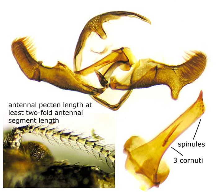 Rhyacionia granti