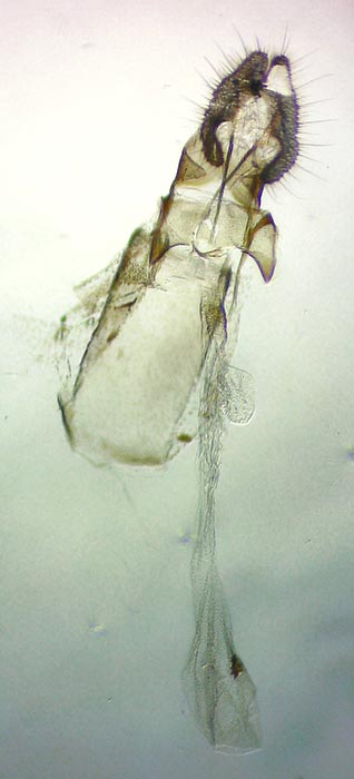 Acleris semiannula