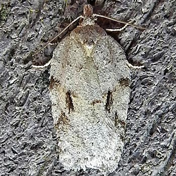 Acleris placidana