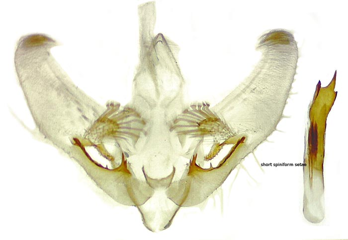 Anania tertialis